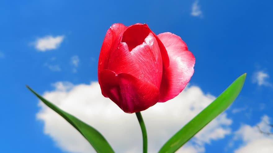 tulipan, blomst, planter, skyer, himmel, forår, natur, flor, plante, kronblad, sommer