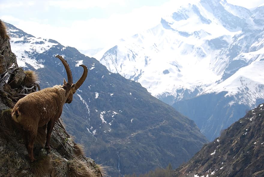ibex, valgaudemar, núi, Thiên nhiên, phong cảnh, tuyết, đỉnh núi, có sừng, dãy núi, con dê, cuộc phiêu lưu