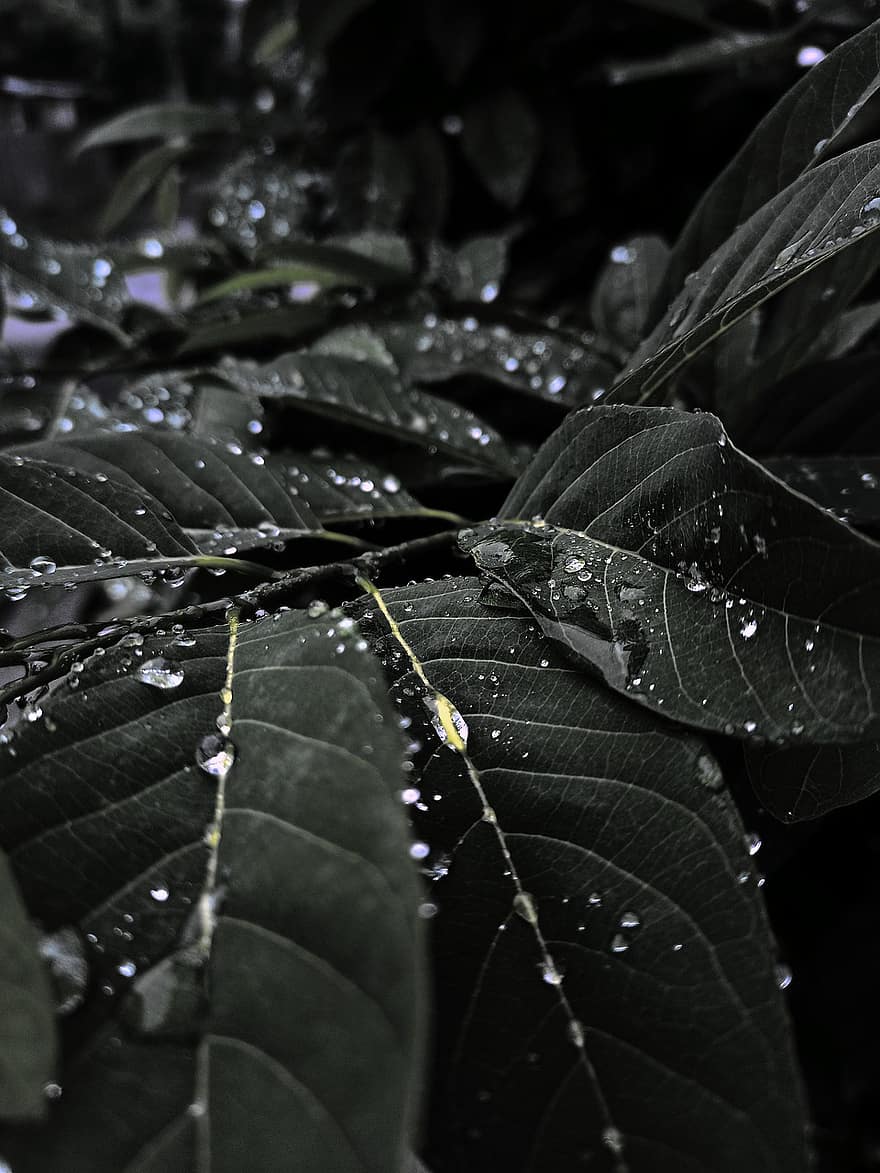 Dewdrops, Leaves, Nature, Botany, leaf, close-up, plant, drop, green color, freshness, macro