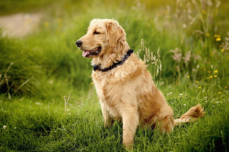 gos, Golden Retriever, herba, jardí, mascota, prat, caní, mascotes, bonic, retriever, gos de pura raça