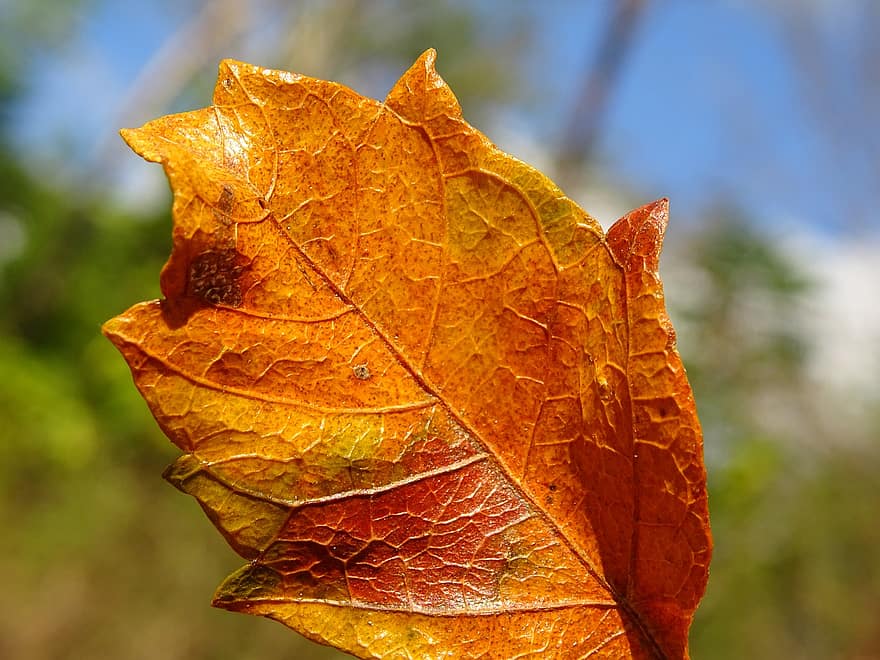осень, лист, листва, осенний лист, осенняя листва, осенние краски, осенний сезон, апельсиновый лист, природа, желтый, время года