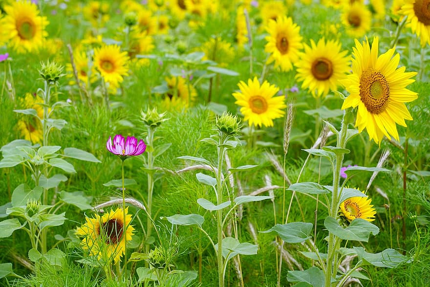 bunga matahari, kosmos, musim panas, bunga, alam, keindahan, liar, taman, kuning, bunga-bunga, tanaman