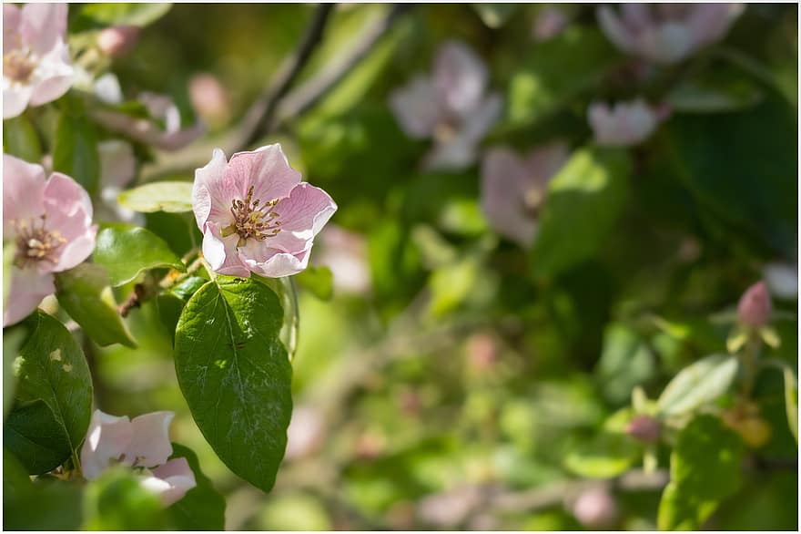 escaramujos, Flores de rosa mosqueta, Flores rosadas, las flores, arbusto, naturaleza, primavera, planta, hoja, flor, de cerca