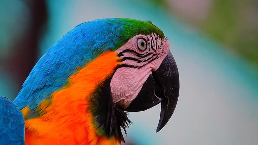 fågel, papegoja, avian, ornitologi, natur, multi färgad, näbb, fjäder, blå, ara, närbild