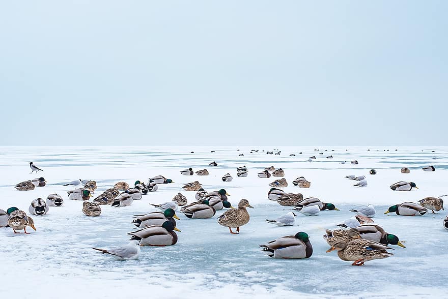 lac balaton, hiver, canards, Hongrie, du froid, la glace, Lac, congelé, la nature, des oiseaux, les oiseaux aquatiques