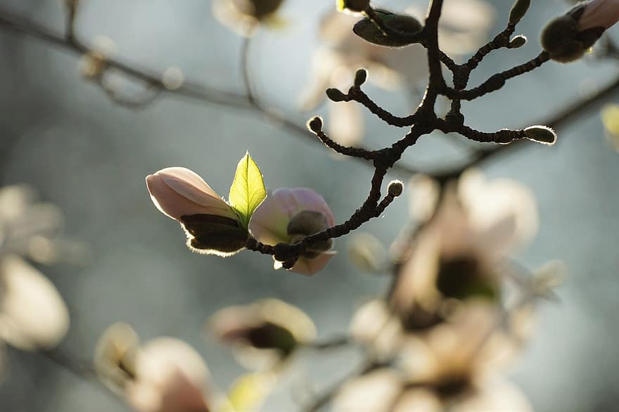magnolia, blomster, tre, knopp, blomstre, blomst, gren, begynnelsen av våren, frühlingsanfang, natur, bakgrunnsbelysning