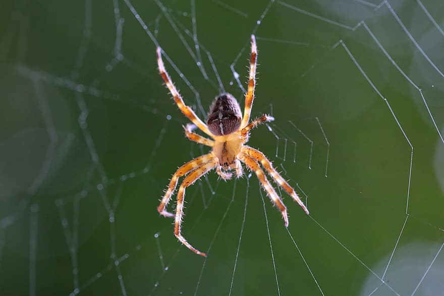 insekt, edderkopp, spindelvev, arachnid, habitat, araneus, makro
