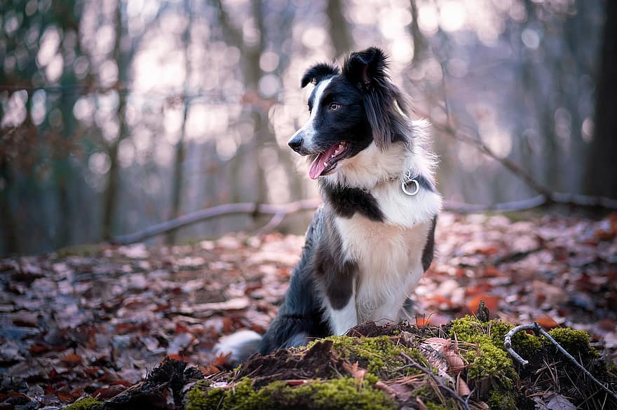 border collie, collie, perro, raza canina, mascota, collar de perro, pelaje blanco y negro, peludo, perro peludo, bosque, hojas caídas
