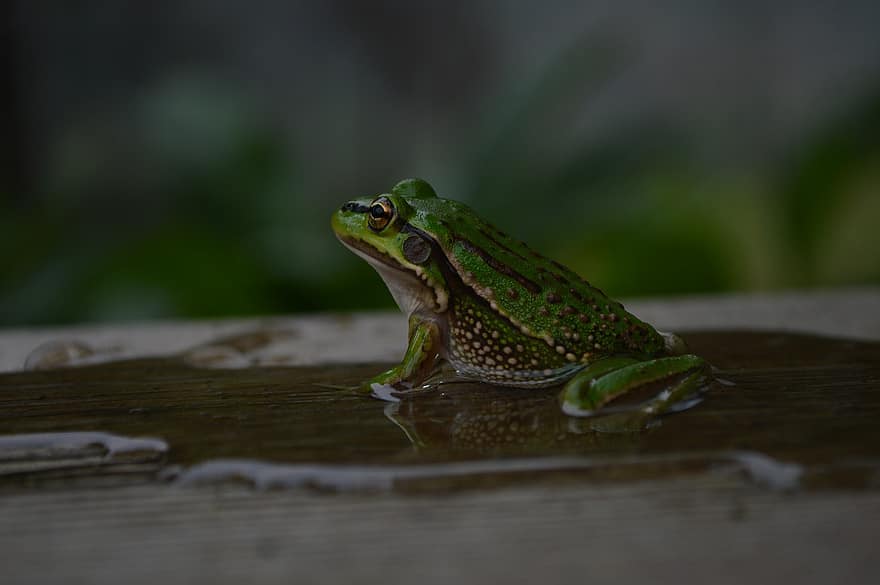 frosk, dyr, vann, natur, våt, kul, amfibier, nærbilde, grønn farge, padde, dyr i naturen