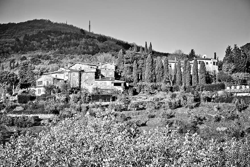 Villas, Olive Trees, Farm, Houses, Trees, Rural, Countryside, Chianti, Tuscany, black and white, landscape