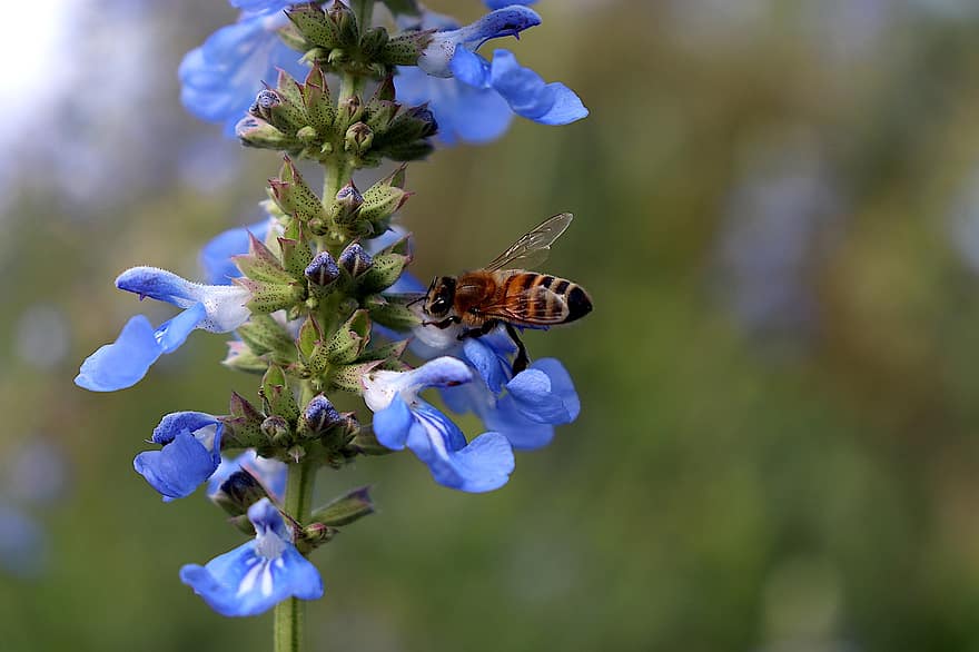 пчела, цветя, опрашвам, опрашване, сини цветя, сини венчелистчета, съцветие, разцвет, цвят, флора, насекомо