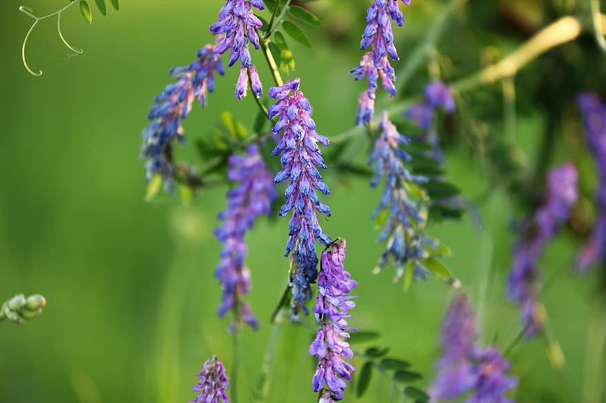 Tufted Wetch, Cow Wetch, Vicia Cracca, Plant, Violet Flowers, Flora, Meadow, Spring, close-up, flower, summer