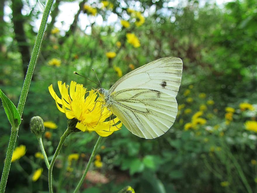 motýl, květ, opylit, opylování, hmyz, okřídlený hmyz, motýlí křídla, flóra, fauna, Příroda