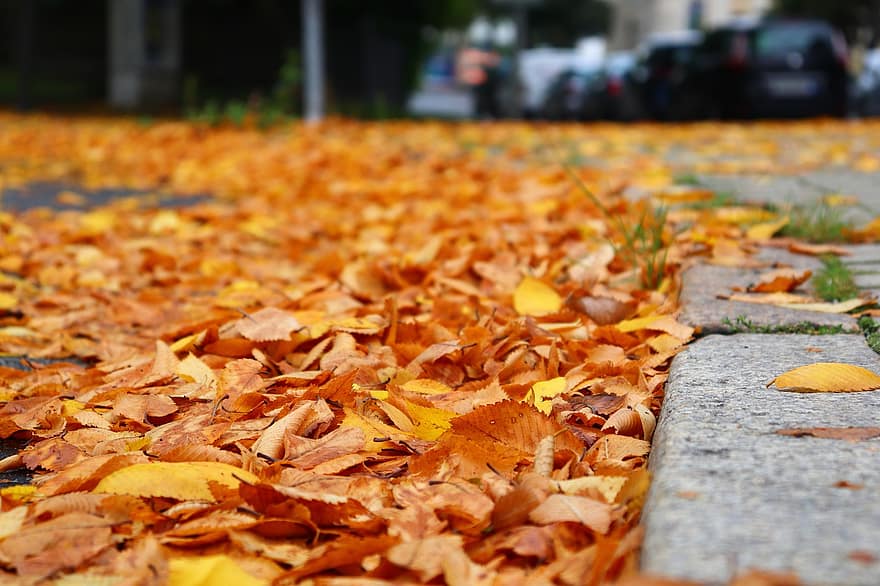 sai, calçada, outono, Monte de folhas
