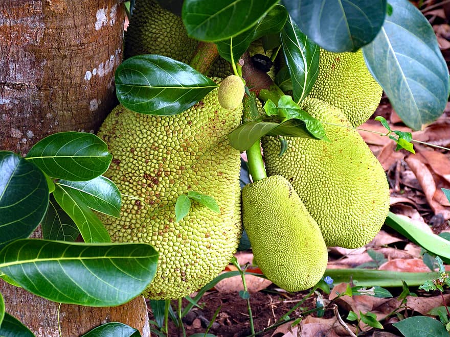 frugt, jackfruit træ, jackfrugter, Afrika, Zanzibar, Unguja, tanzania, blad, grøn farve, tæt på, friskhed