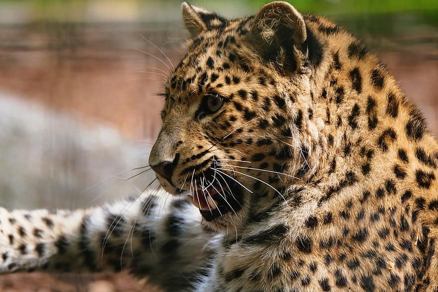 animal, léopard, prédateur, mammifère, dangereux, zoo, animaux à l'état sauvage, chat non domestiqué, les espèces menacées, félin, gros chat