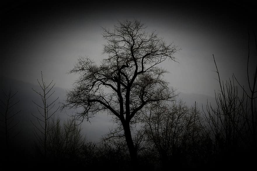 albero, silhouette, notte, buio, natura, foresta, ramo, spaventoso, autunno, stagione, retroilluminato