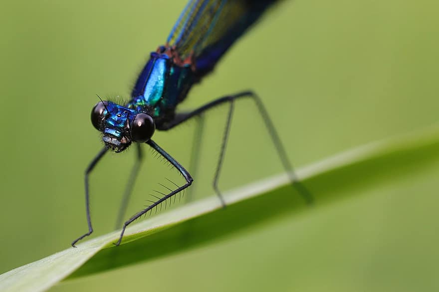 hmyz, vážka, entomologie, druh, makro, demoiselle, detail, zelená barva, zvířecí křídlo, modrý, letní
