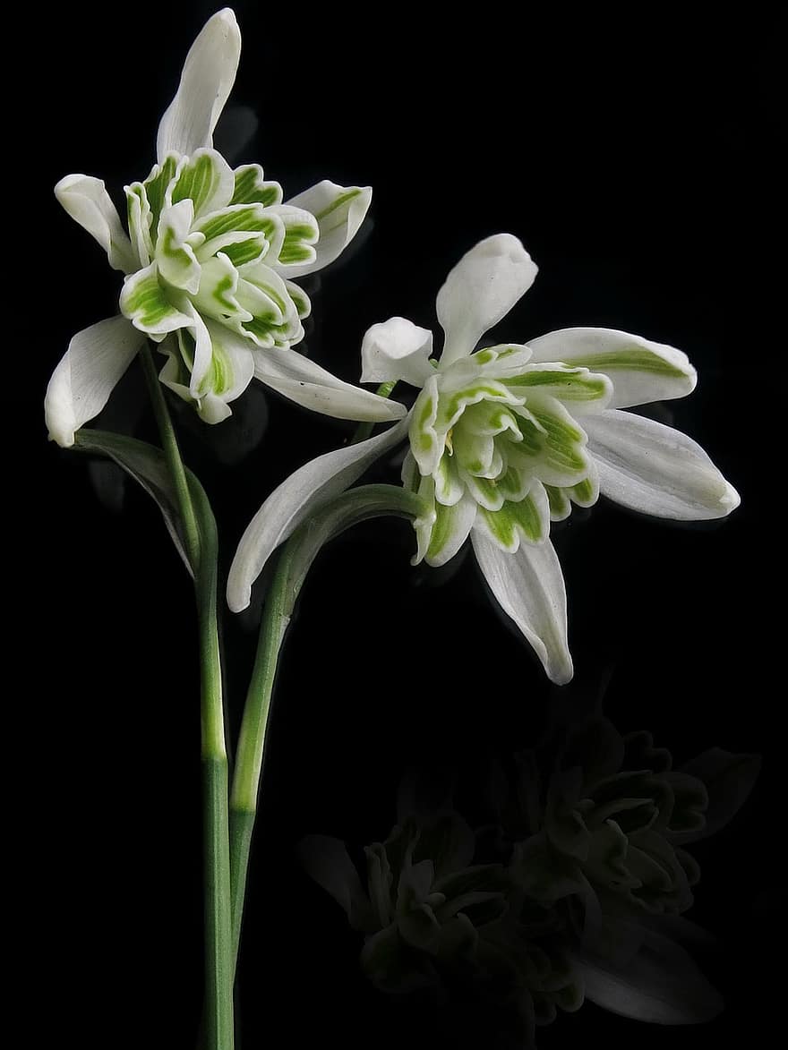 सफ़ेद फूल का एक पौधा, खिलते फूल, सफ़ेद फूल, फूल, वसंत, क्लोज़ अप, पौधा, पत्ती, फूल सिर, लीफ, हरा रंग