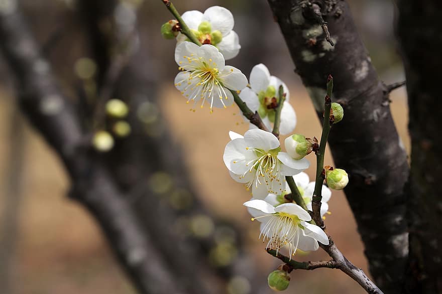 Plum Blossom, Flowers, Spring, Petals, Bloom, Blossom, Tree, Nature, branch, springtime, close-up