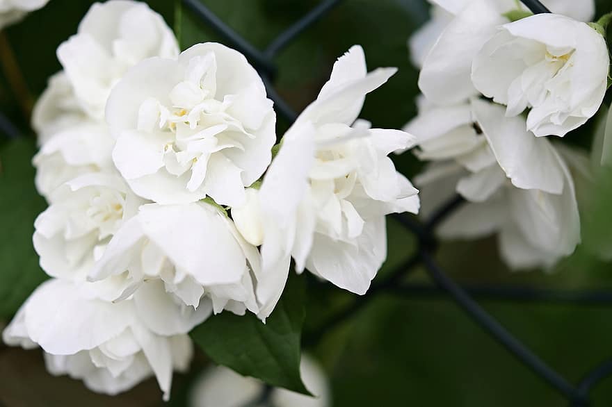 perfume de jasmim, jasmim, arbusto ornamental, branco, Flor de jasmim, cerca, limite, fronteira, fio, arbusto, flor