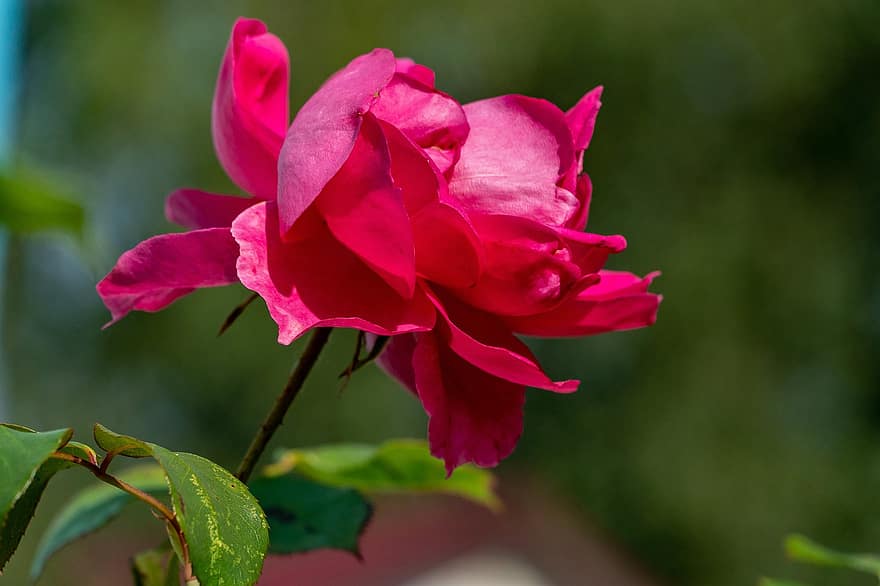 Rosa, flor, planta, pétalos, jardín de flores, naturaleza, jardín