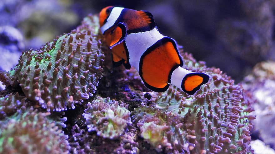 Fish, Clown Fish, Aquarium, Nemo, Underwater, Sea, Water, Animal, Reef, Nature, Coral