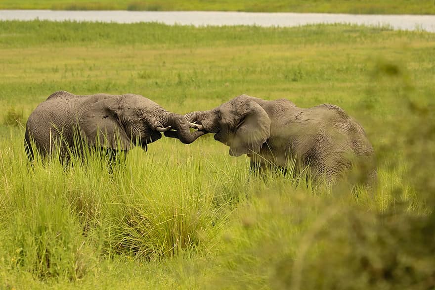 olifanten, Afrika, natuur