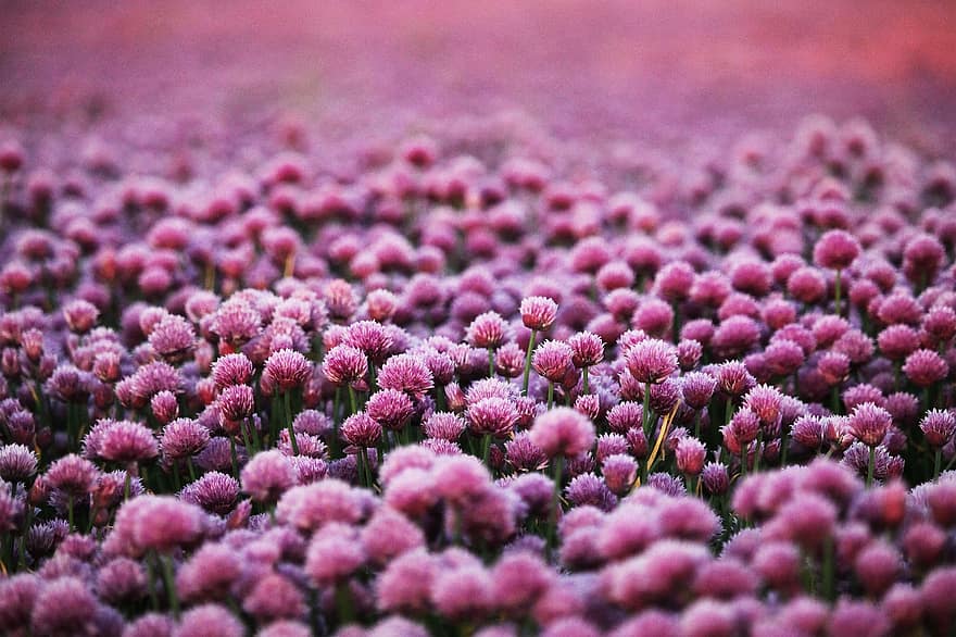 Purple, Flowers, Field, Meadow, Flower Field, Flower Meadow, Purple Flowers, Wildflowers, Bloom, Blossom, Flora