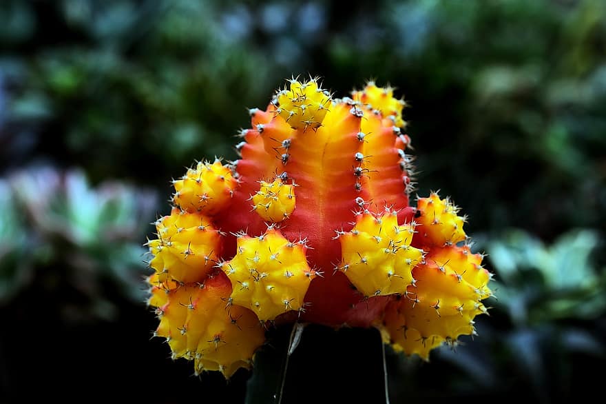 cactus amarillo, flor, flora, naturaleza, planta, de cerca, hoja, amarillo, verano, color verde, botánica