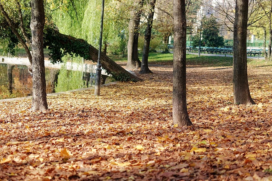 парк, листва, падать, деревья, листья, осень, озеро, опавшие листья