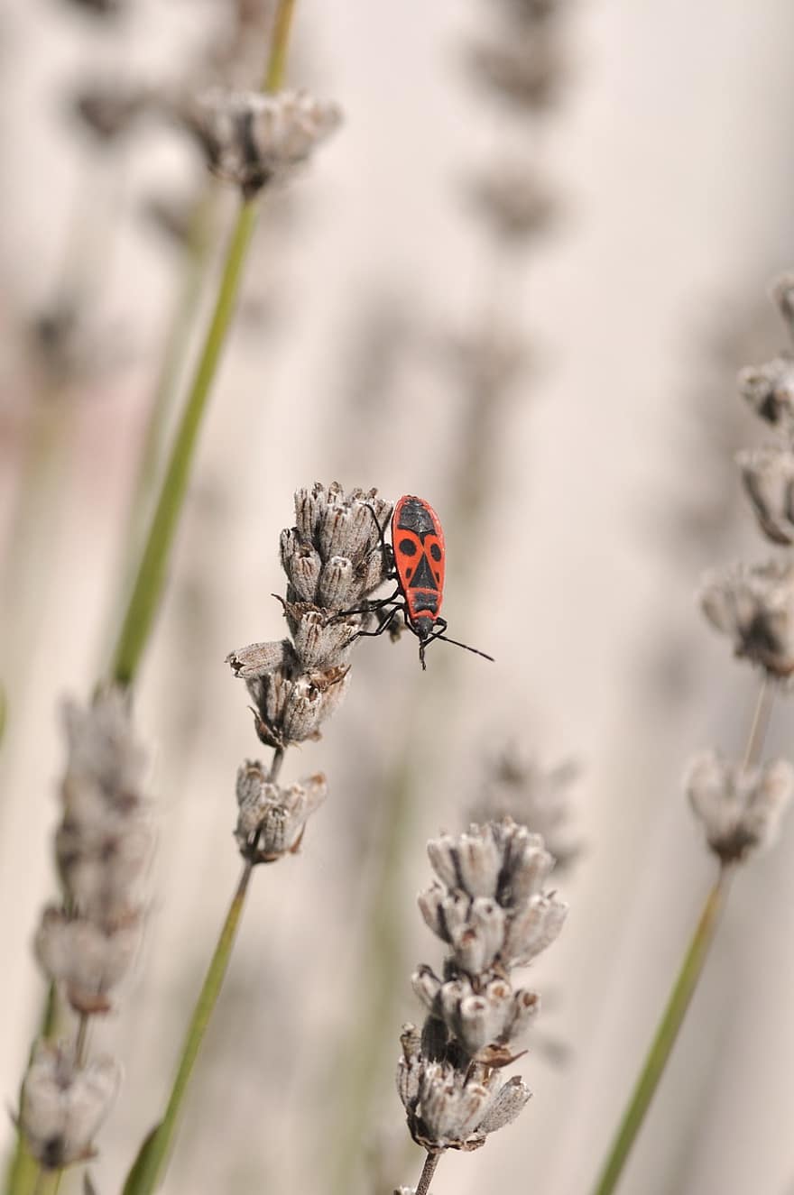 Ladybug, Lavenders, Flowers, Insect, Ladybird Beetle, Beetle, Red Beetle, Dotted, Dotted Beetle, Nature, Fauna