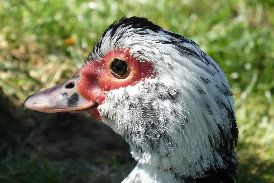 muscovy duck, 사향, 머리, 부리, 오리, 깃털, 자연, 물새, 바부, 새