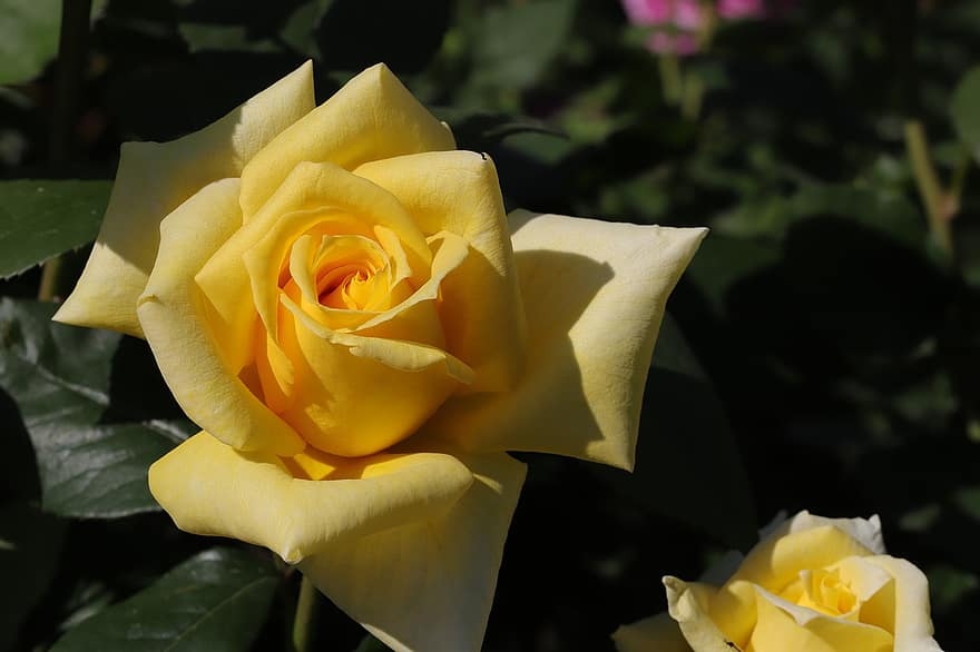 Rosa, flor, primavera, planta, Rosa amarilla, flor amarilla, floración, flor de primavera, jardín, naturaleza, de cerca