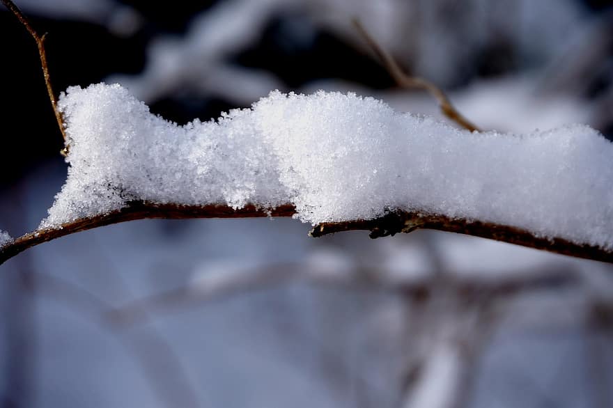 gren, frost, snö, snöig, vintrig, frostig, rimfrost, vinter-, kall, natur