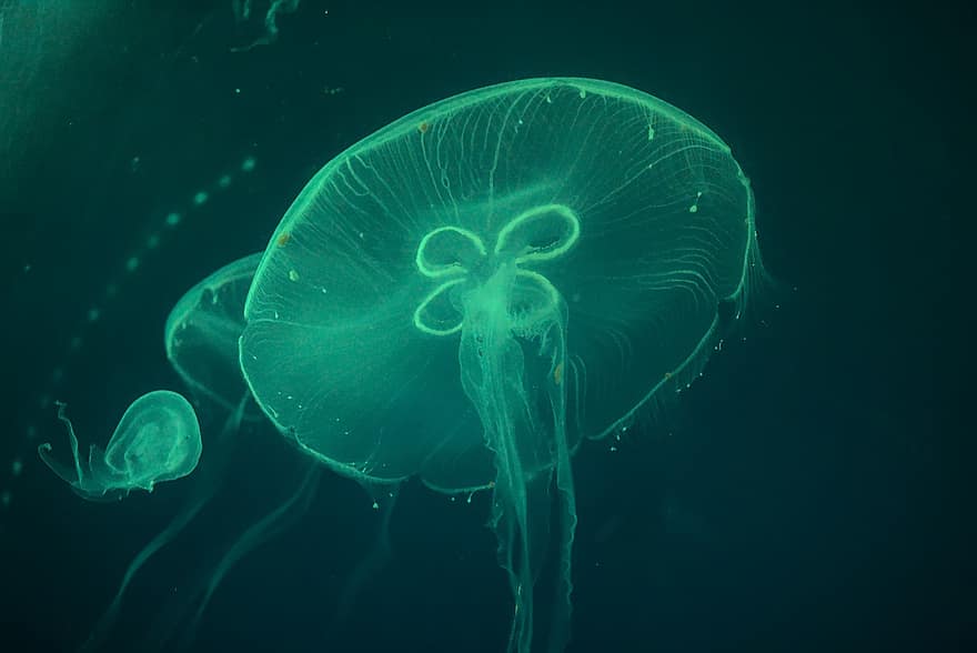 Jellyfish, Animal, Sea, Ocean, Cnidaria, Tentacles, Translucent, Glow, Marine, Aquatic, Water