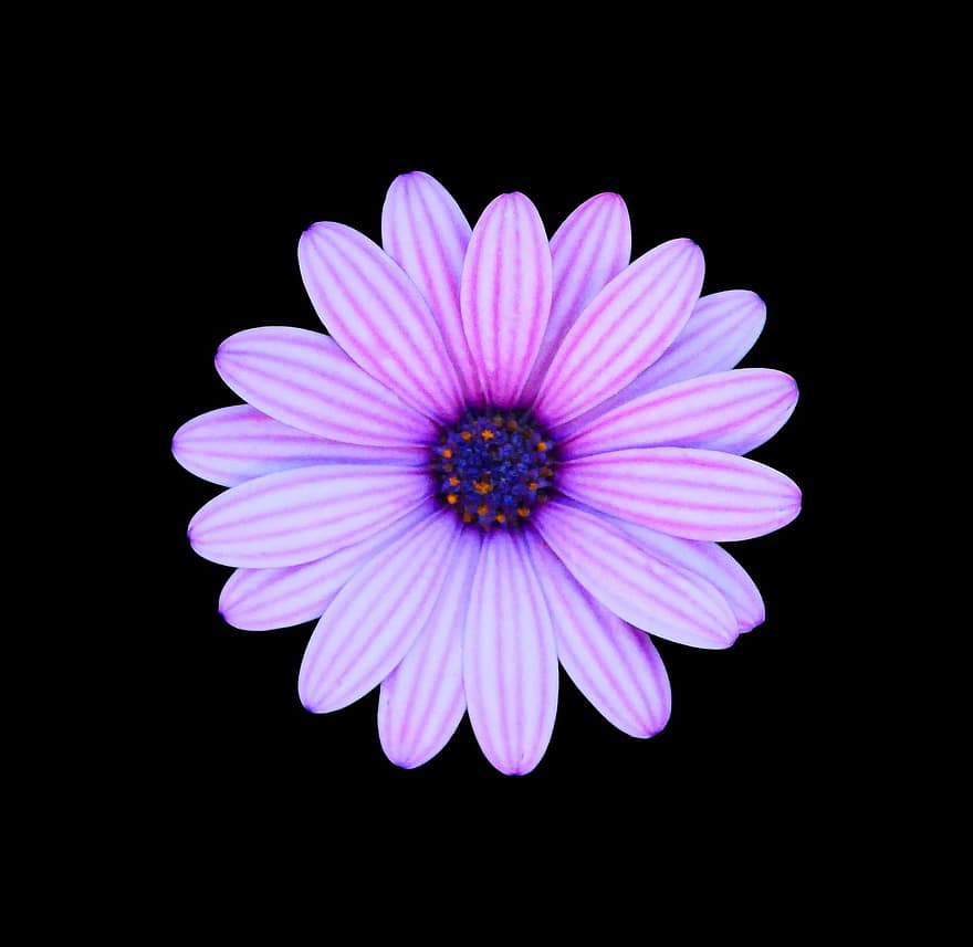 kwiat, stokrotka, Stokrotka na czarnym tle, fioletowy, niebieski