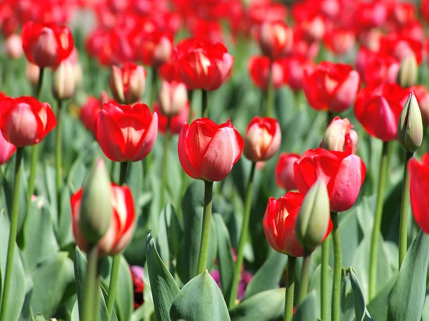 тюльпан, квіти, червоний, червоні тюльпани, червоні квіти, квітковий, цвіте в, флора, природи, весна, парк