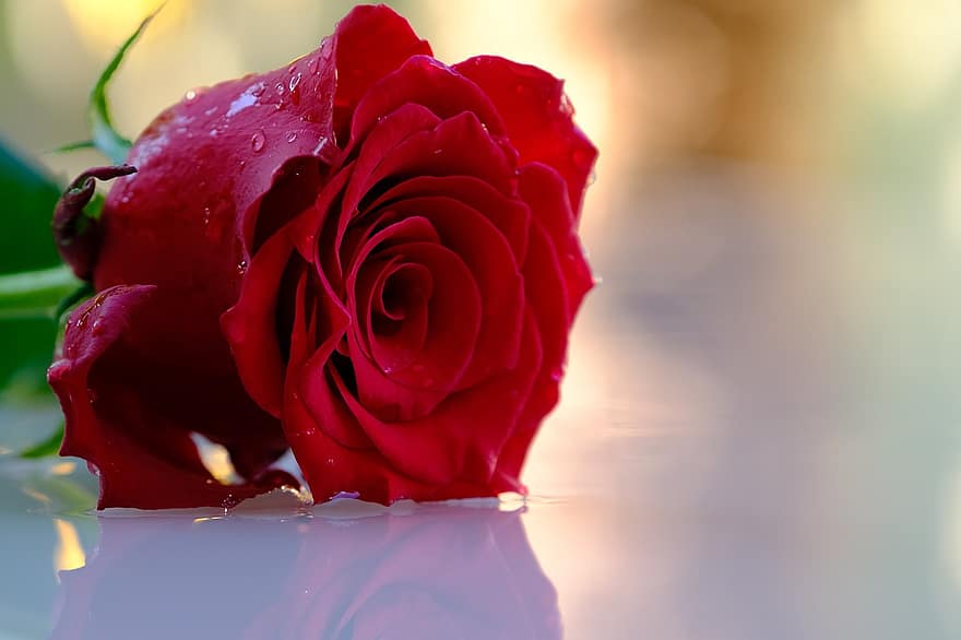 rosa, Rosa vermella, flor, flor vermella, pètals, pètals vermells, florir, flora, pètals de rosa, flor de roses, naturalesa