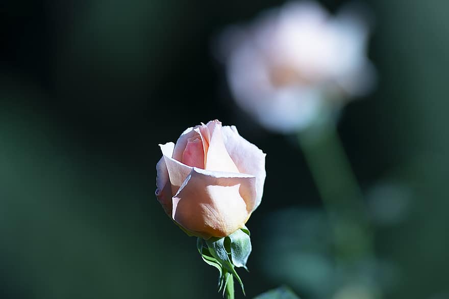 Роза, бутон, цветок, розовая роза, розовый цветок, лепестки, цвести, цветение, завод, цветущее растение, декоративное растение
