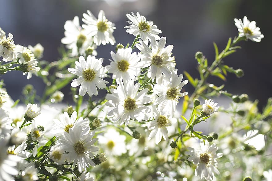 زهور النجمة ، زهور ، ورود بيضاء ، بتلات ، بتلات بيضاء ، إزهار ، زهر ، النباتية ، النباتات