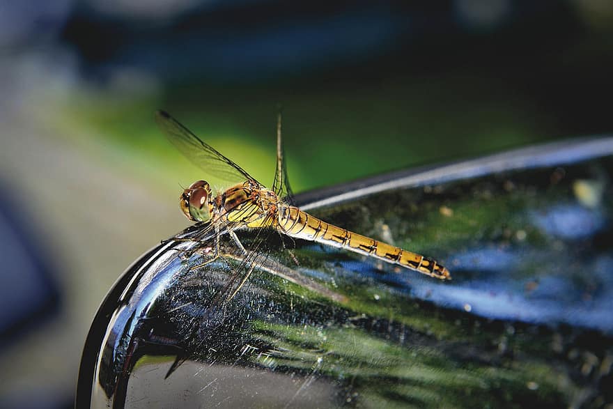 dragonfly, insekt, vinger, dragonfly vinger, dyr, dyr verden, entomologi, natur, makrofotografering, bokeh