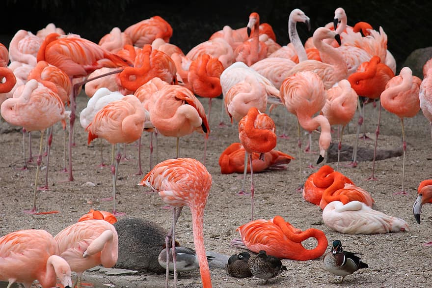 flamingoer, flok, gruppe, fugle, vandfugle, Eksotiske bud, fjer, fjerdragt, ave, aviær, ornitologi