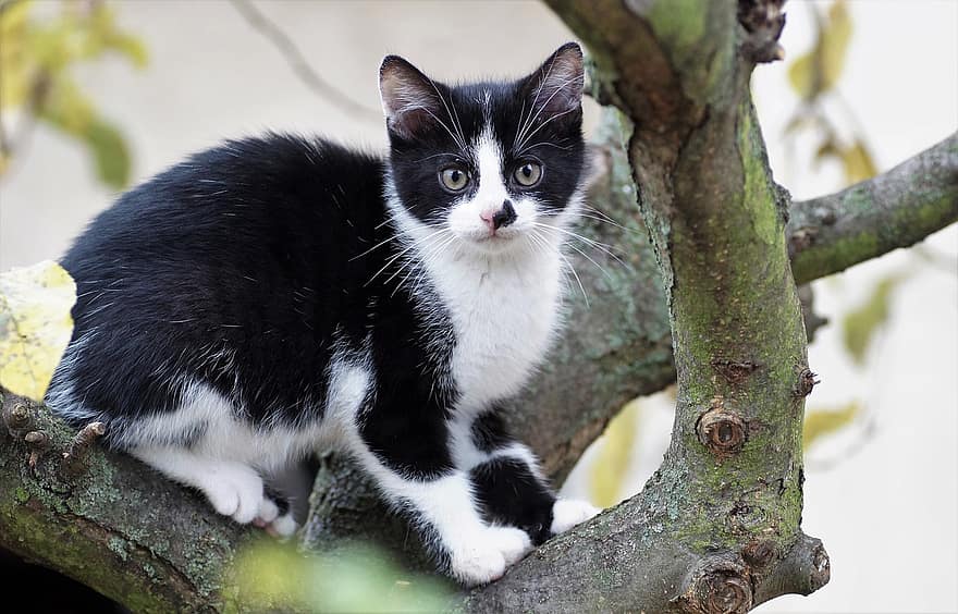 kedi yavrusu, kedi, şube, ağaç, tırmanış, sakal, kürk, şakacı, dış mekan