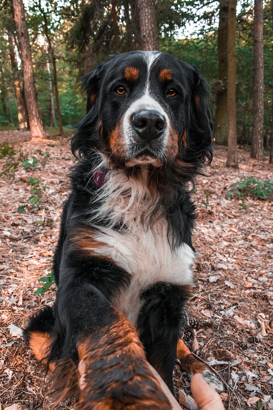 куче, bernese mountain dog, кучешки, домашен любимец, Бернски, бозайник, животно, природа, сладък, гора, див