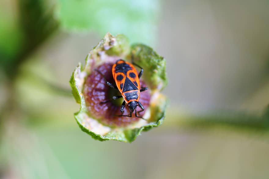 firebug pospolná, insecto, escarabajo, chinche de fuego europea, pyrrhocoris apterus