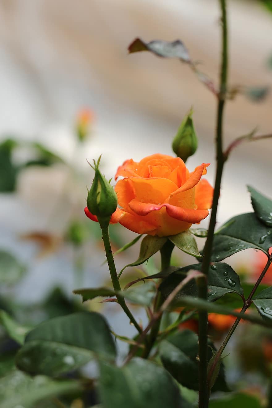 Роза, сад, цветок, природа, романтик, завод, красота, цветочный, лист, зеленый