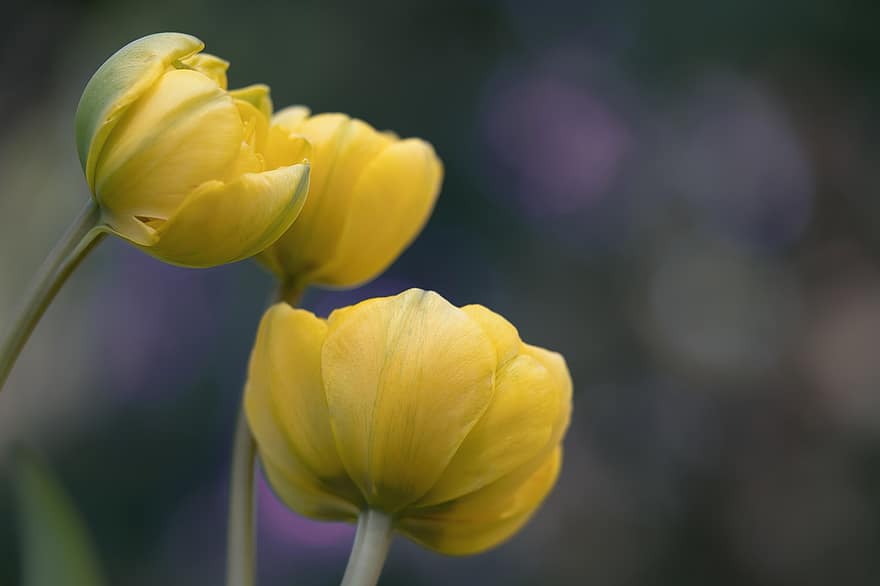 tulipa, tulipas amarelas, flores, flores amarelas, pétalas, pétalas amarelas, flor, Flor, flora, floricultura, horticultura