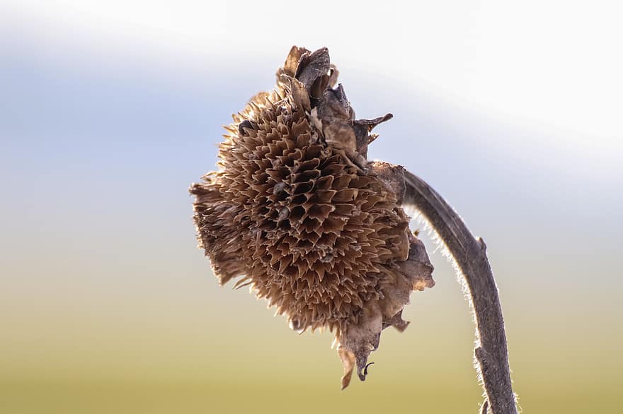 Sunflower, Withered, Plant, Dried Flower, Dried Plant, Faded, Nature