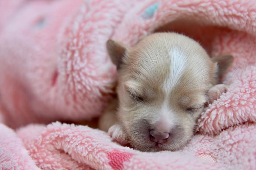 hund, nyfødt, valp, ømhet, Ung Bichon-kvinne, sove, lur, søt, liten, kjæledyr, ungt dyr